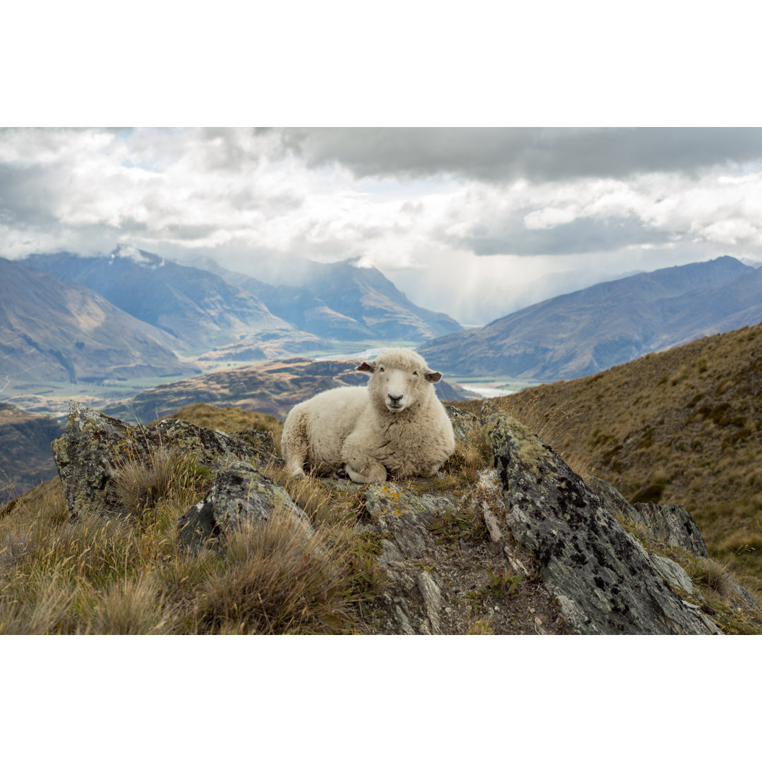 Lone Sheep Lies On Mountain Ridge von Swissmediavision - Ohne Rahmen auf Leinwand drucken