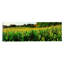 « cornfield maryland », reproduction de photo sur toile-19970718-72240650