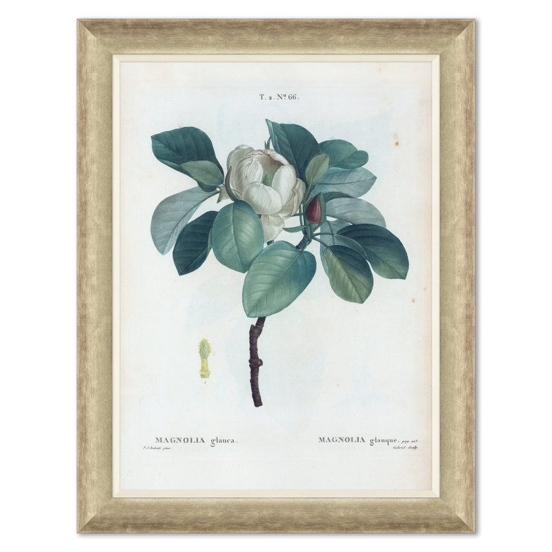 Magnolias Giclee Print by Paul Cezanne
