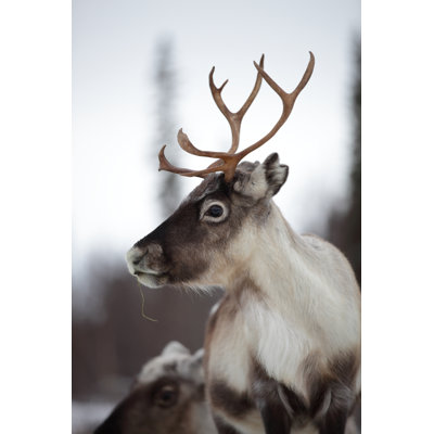 " Reindeer " by Athep
