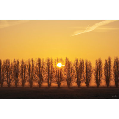 Arbre au lever du soleil