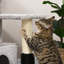 Deangelo 203.2cm H Cat Tree