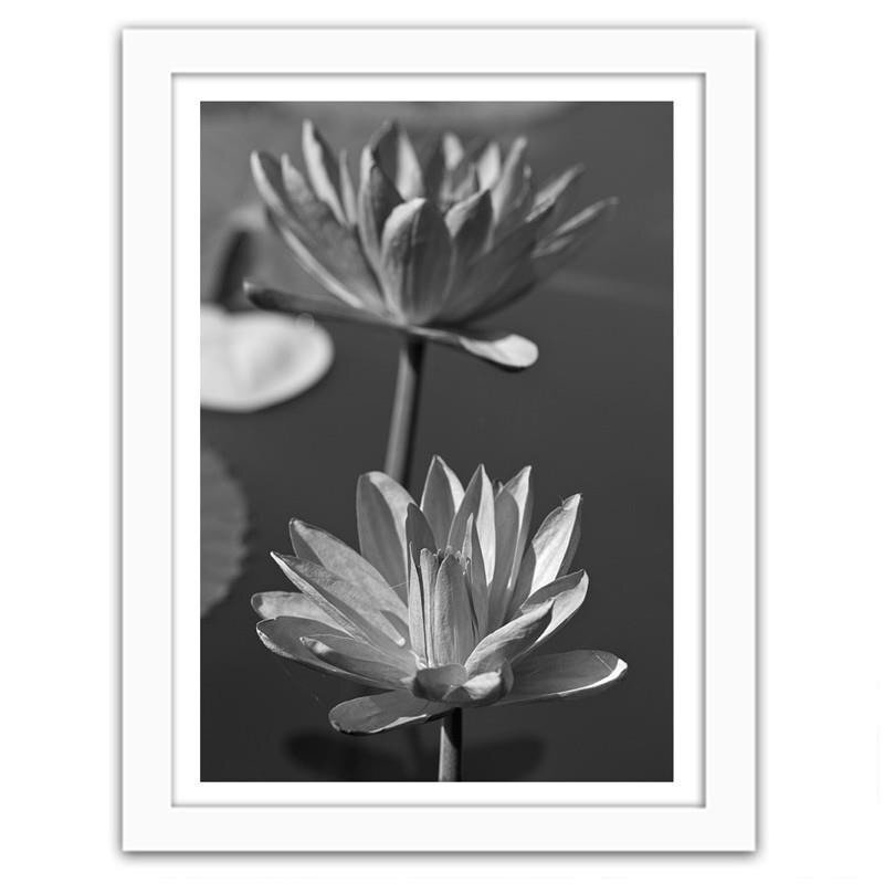 Gerahmter Fotodruck Two Water Lilies