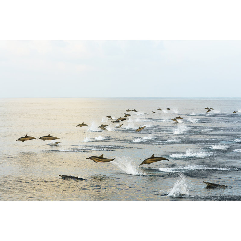 Dolphins Hunt At Sunset In The Tropical Sea. by Elena Malysheva - Wrapped Canvas Print, 20cm H x 30cm W x 3.8cm D