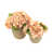 Rose / Pêche
