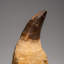 Genuine Mosasaur Tooth With Root From Morocco (163.5 Grams)