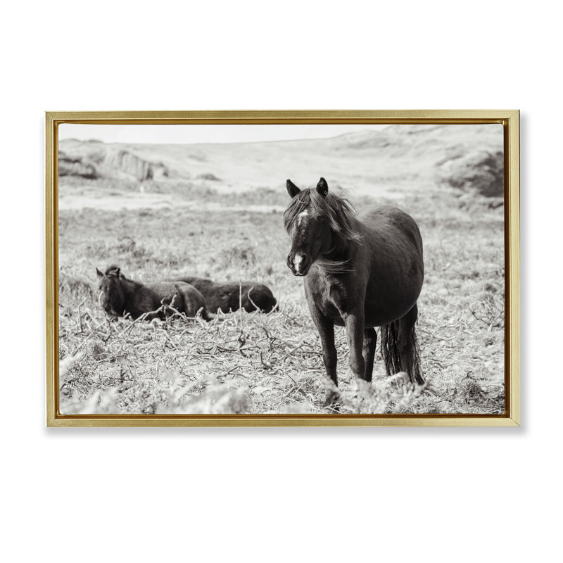 «Dartmoor Pony Lounging», art mural encadré flottant, design par Deborah Revell, H 17 po x l 25 po