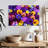 Pansy Colors