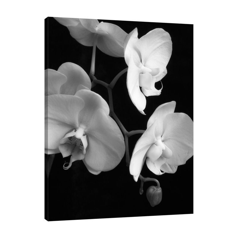 «White Orchid 3», toile tendue par Dianne Poinski, H 24 po x l 18 po x P 1,5 po