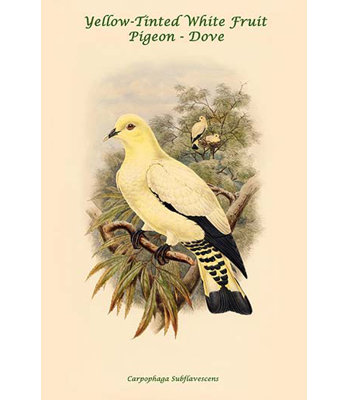 « carpophaga subflavescens à teintes blanches jaunes à motif jaune-pigeon colombe » par john gould, impression