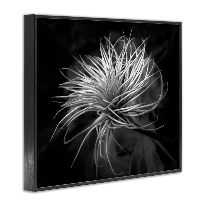 Feuilles torsadées botaniques contrastantes, dessin de Phillip Flowers, H 11 po x l 14 po, Giclée encadrée noir minuit