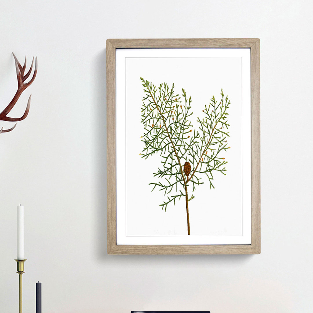 Chinese Weeping Cypress by Pierre-Joseph Redoute - Picture Frame Painting Print