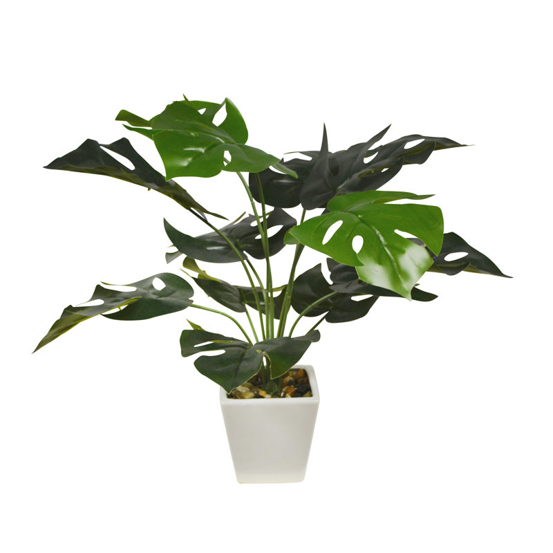 Plantes 19 po avec pot blanc Monstera