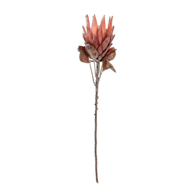 Tige de fleur Protea, Rouge/orange