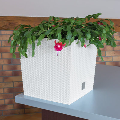 Petty Planter Box