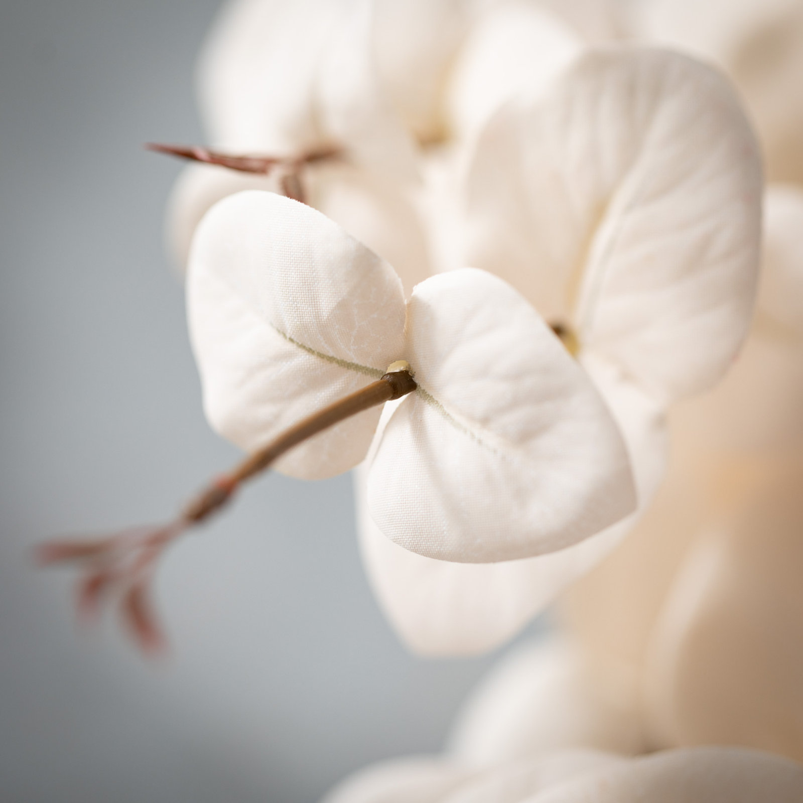 Eucalyptus Sprays