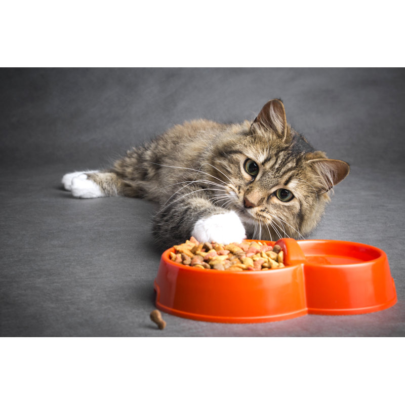 Cat Pulls His Paw To A Bowl Of Food by Fantom_rd - Wrapped Canvas Print, 30.48cm H x 45.72cm W
