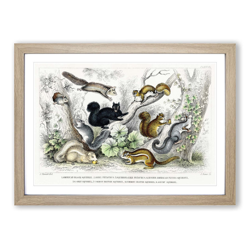 Collection of Squirrels by Oliver Goldsmith - Picture Frame Painting, Oak Framed, 27cm H x 36cm W x 2cm D
