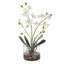 Uttermost Glory Orchid