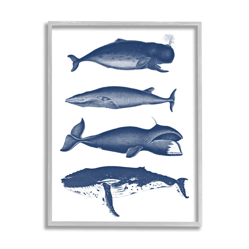 " Various Whales Types Sea Life " by Lettered And Lined, 30" H x 24" W x 1.5" D, Farmhouse Gray Framed Giclee