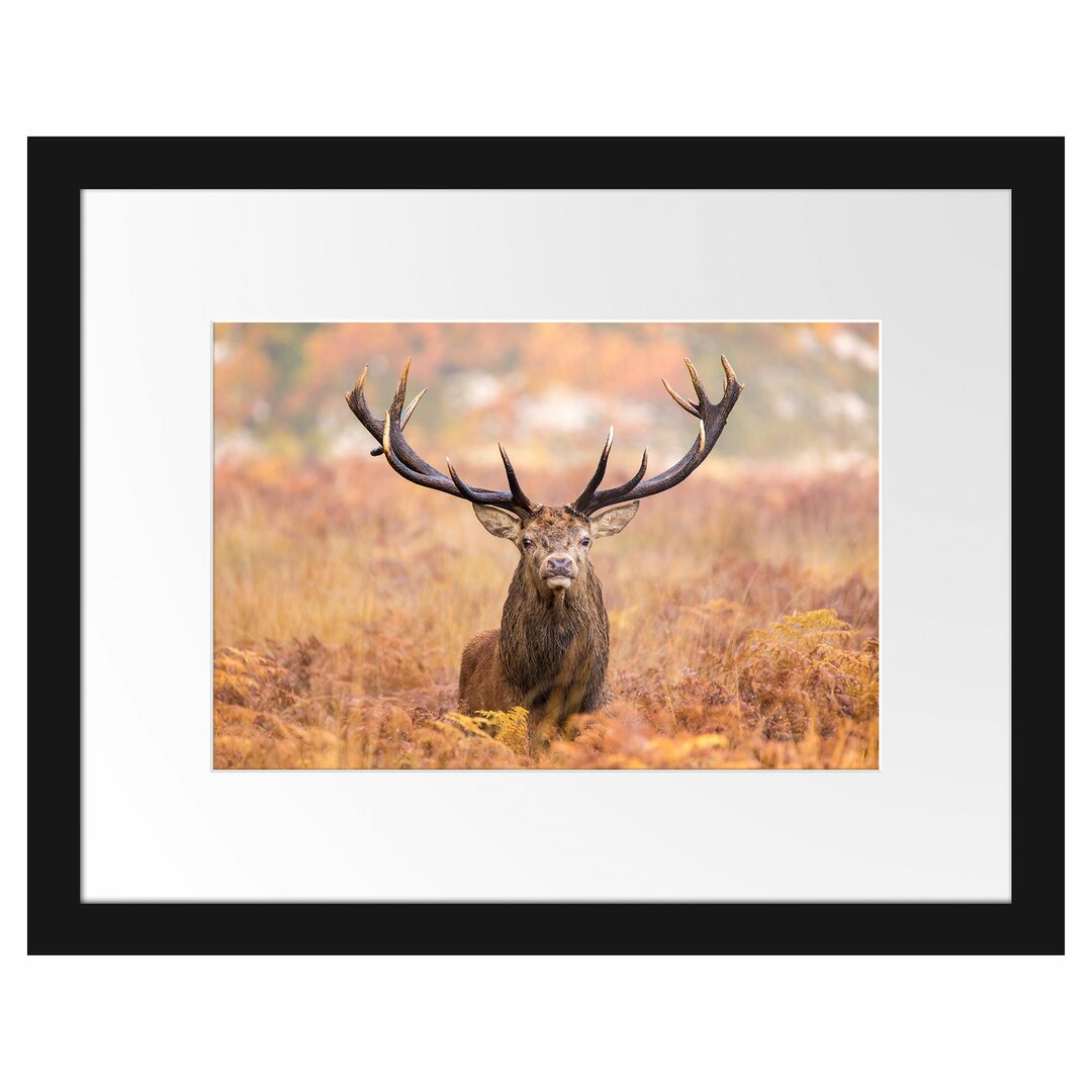 Gerahmter Fotodruck Large Stag in a Field