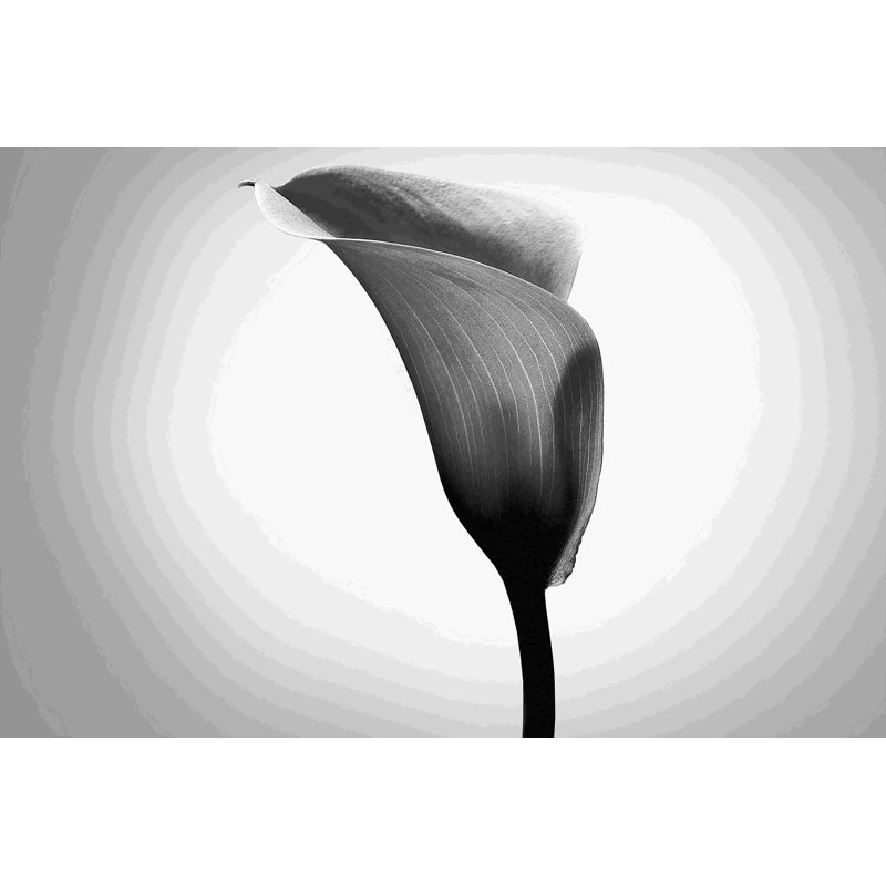 Études de lis Calla II, H 8 po x l 12 po