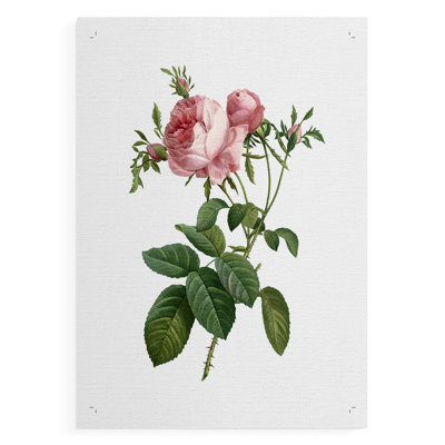 Botanical Beauty IV -Canvas Print Only - NOT FRAMED