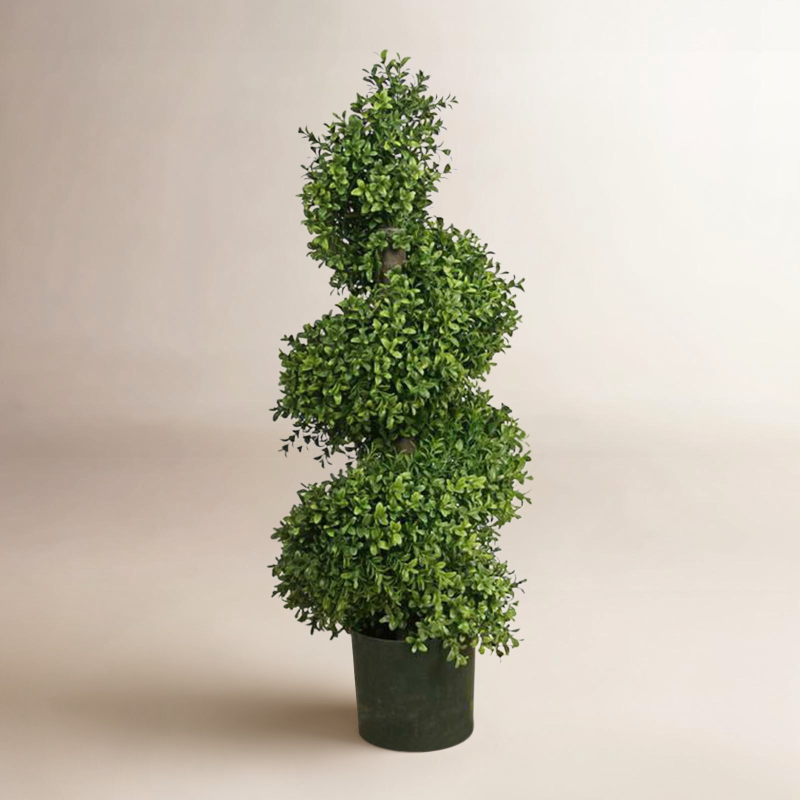 33'' Plant