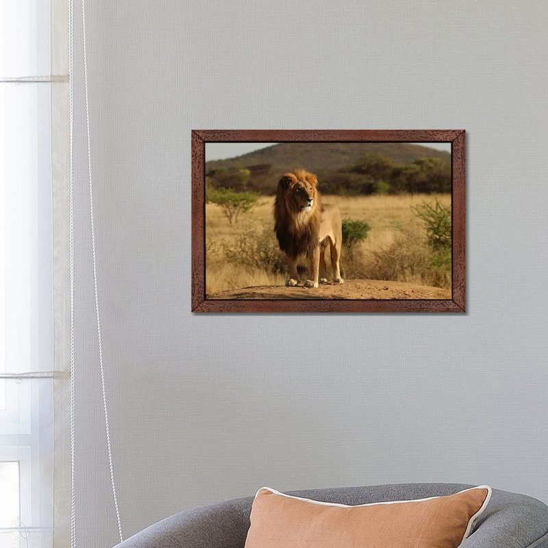 African Lion - Print on Canvas, 66.04 cm H x 45.72 cm W, Brown Floater Framed