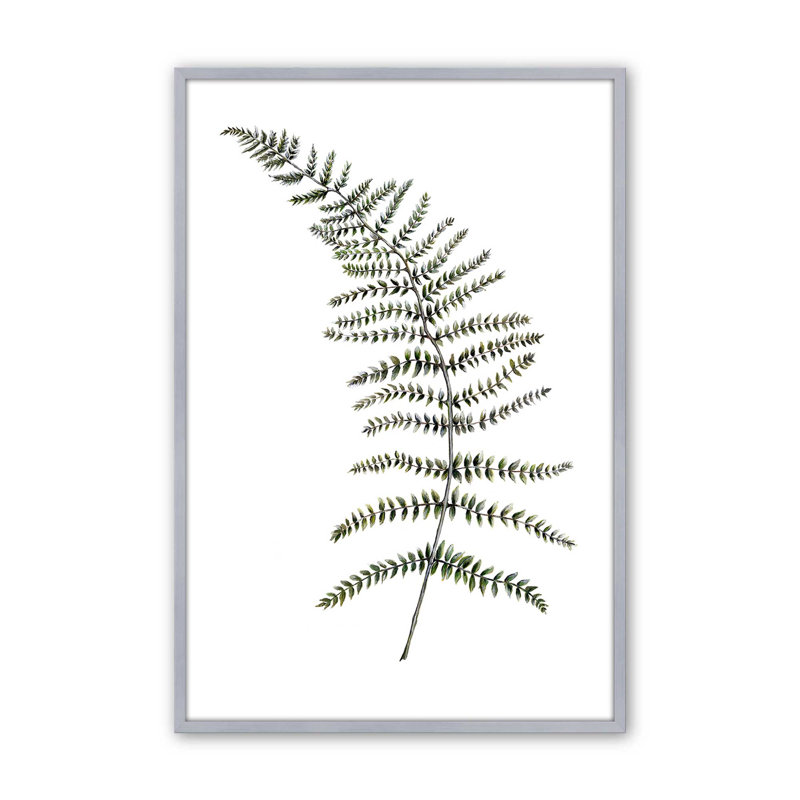 Étude de fougères paisibles par Dollybirds, estampe, H 15,25 po x l 12,25 po, Polished Chrome Framed Print