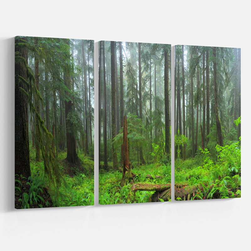 Hoh Rain Forest Landscape Canvas Print in 3 Panels