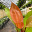 Live Prince of Orange Philodendron Plant