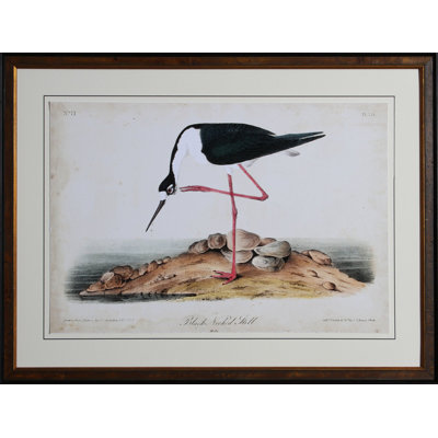 Stilt Print by Audubon