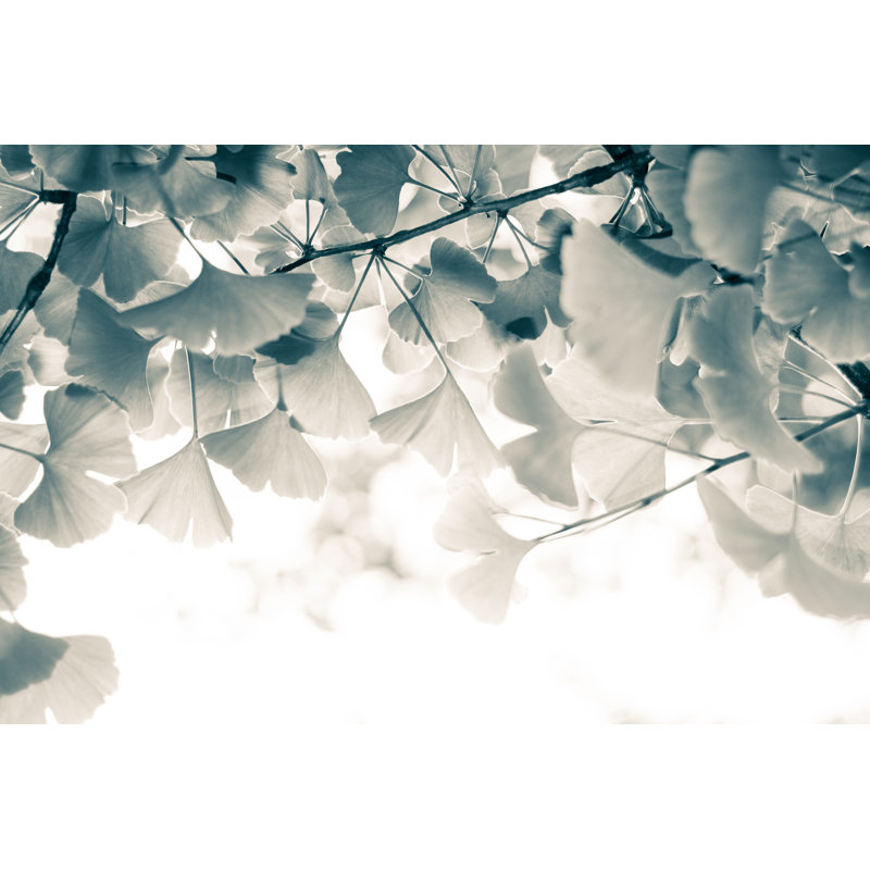 Ginkgo Leaves by Jeja - No Frame Art Prints on Canvas, 51cm H x 76cm W