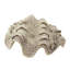 Reproduction de fonte grube tridacna et coquille de palourde Hippopus