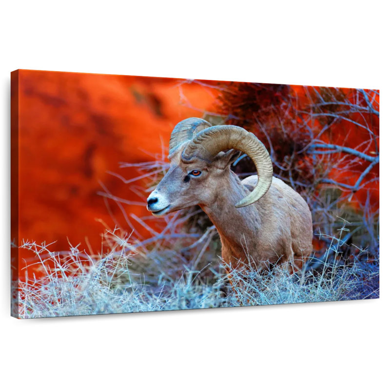 Bélier Brampt Bighorn Sheep, H 16 po x l 24 po
