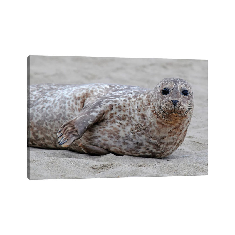 " Harbor Seal Pup " by Brian Wolf, 8" H x 12" W x 0.75" D