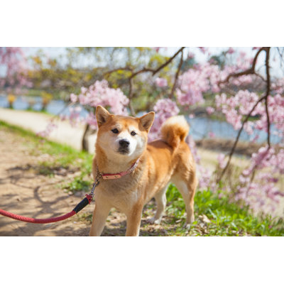 " Sakura And Shiba Inu "