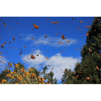 Monarch Butterflies by Reisegraf - Wrapped Canvas Print