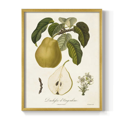 Vintage Pears I, reproduction encadrée - bois massif