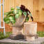 Harter Pot Planter - Set of 2-1001857340
