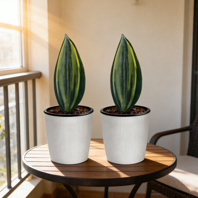 Sansevieria Whale Fin Variegated Live Plant (Set of 2)