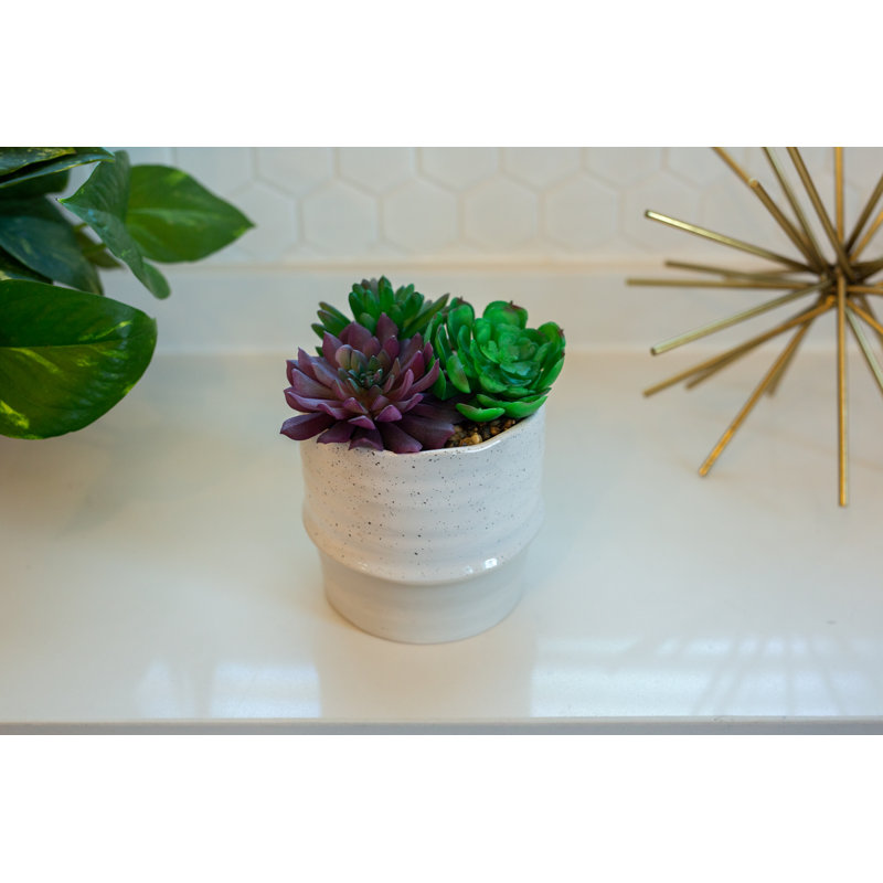 Succulent dans un pot de fleurs, Crème/beige