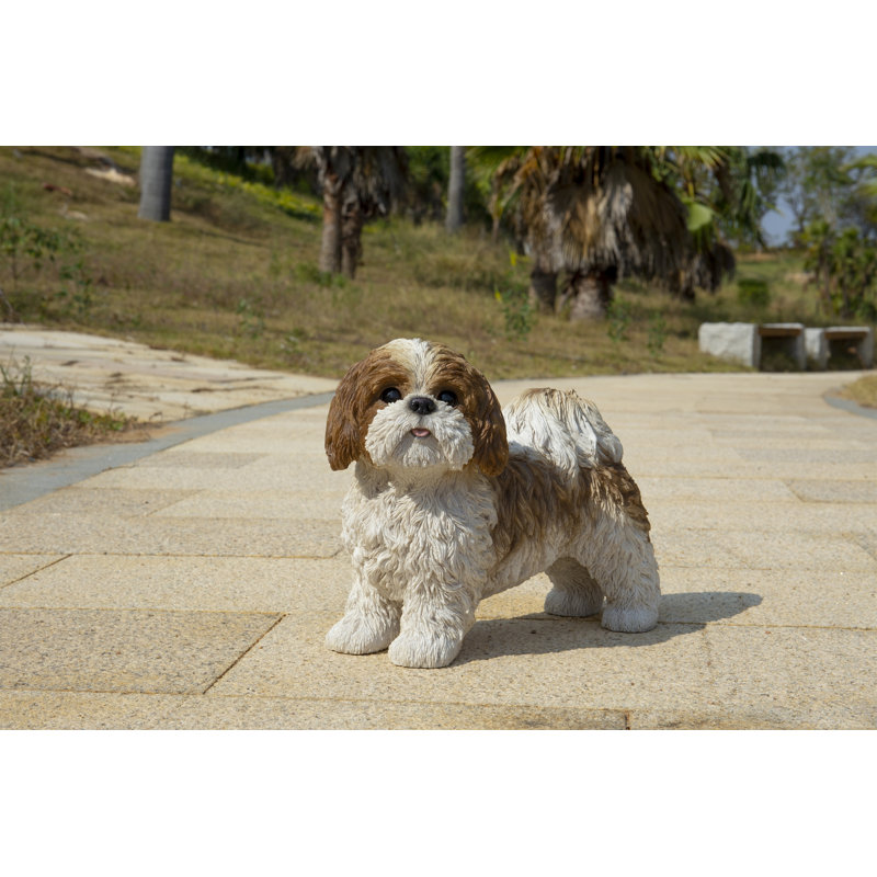 Standing Shih Tzu