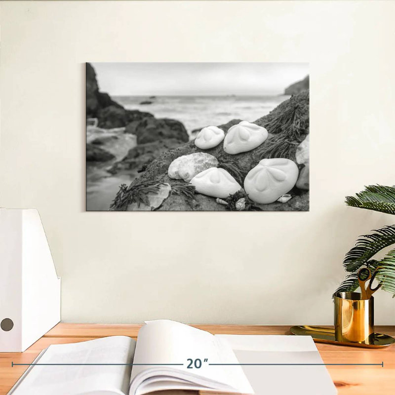 White Crescent Beach Shells IV, 8" H x 12" W