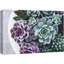 «Purple Green Pearl Echeveria Succulents Zen» sur-99543594