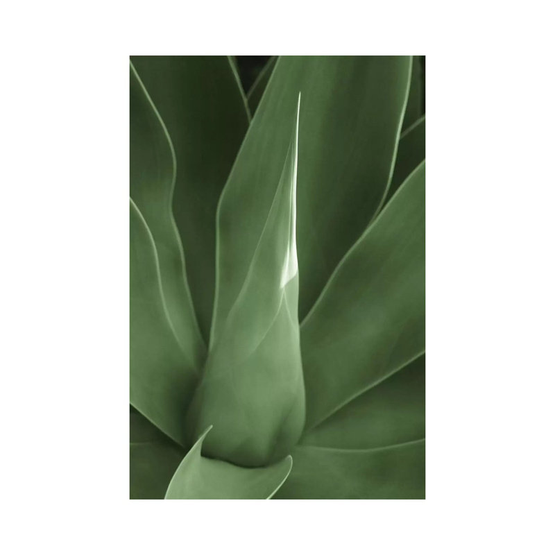 Tropica III by Boyce Watt - Wrapped Canvas Rectangle Print, 20.32 cm H x 30.48 cm W