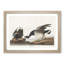 Brant Geese by John Audubon - Picture Frame Painting Print-55513307-55513306