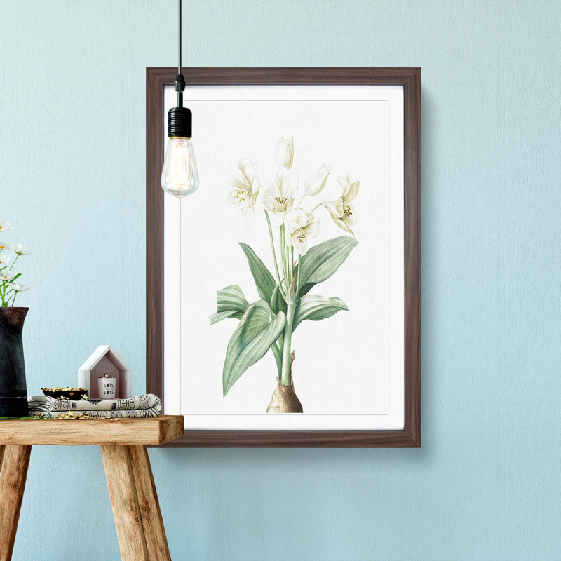 Crinum Flowers by Pierre-Joseph Redoute - Framed Print, 36cm H x 27cm W x 2cm D, Walnut Framed
