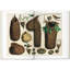 Seba Cabinet Of Natural Curiosities
